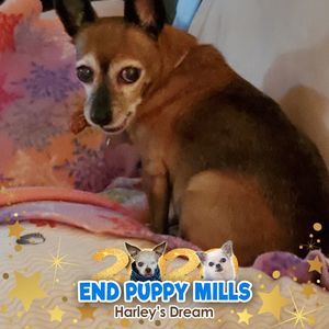 Meet your Posher, Lori